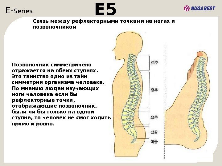 E- Series  E 5 Позвоночник симметричено отражается на обеих ступнях. Это таинство одно